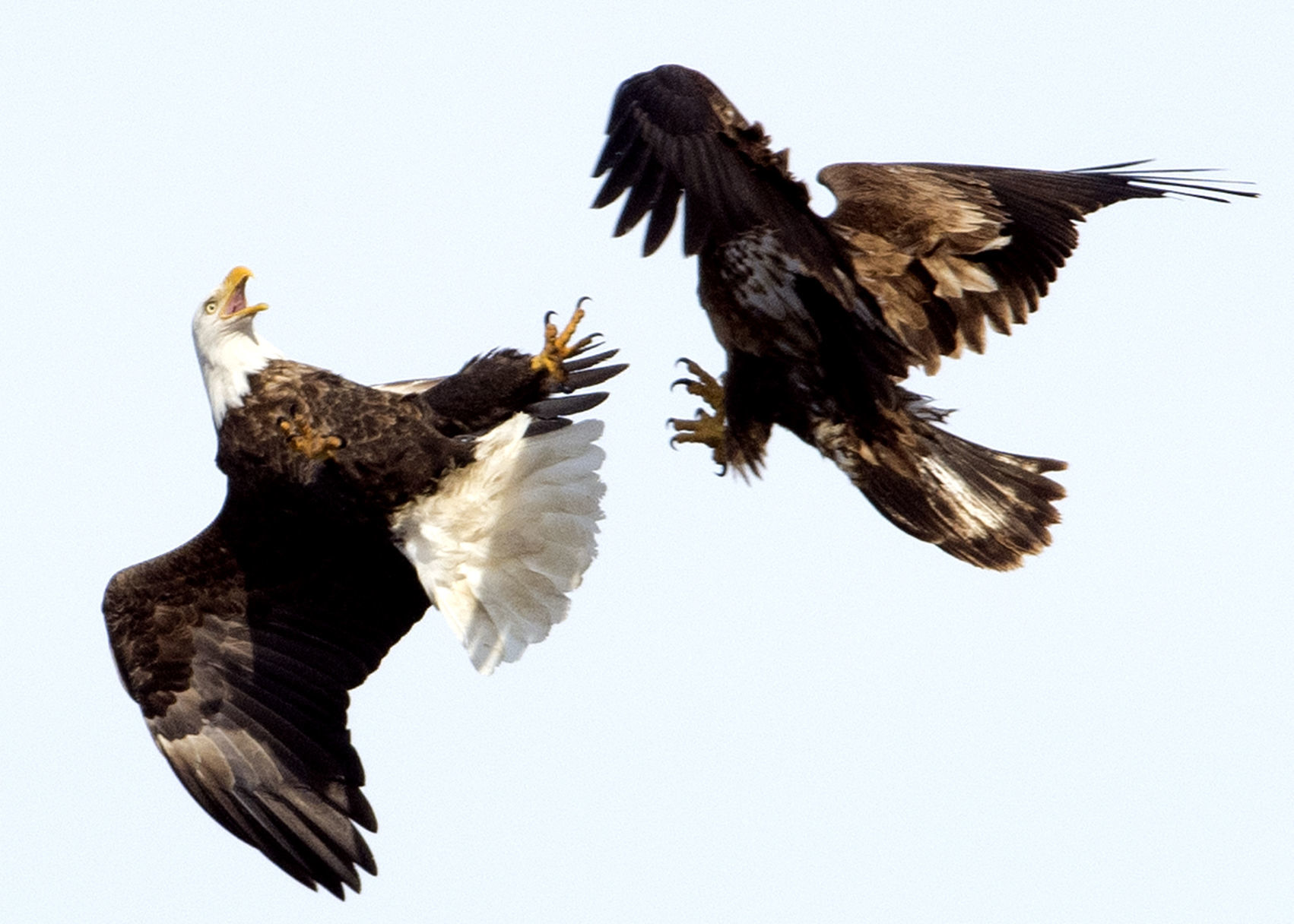Bald Eagle Days
